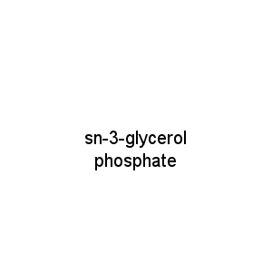 sn-3-glycerol phosphate
